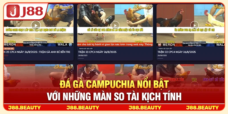 Đá gà Campuchia nổi bật với những màn so tài kịch tính